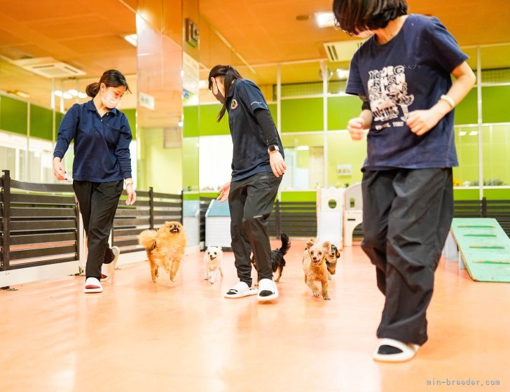 離乳中のママさんたちは、屋内ドッグランでのびのびと⚽🐶｜朝比奈　杏奈(あさひな　あんな)ブリーダー(神奈川県・トイプードルなど・JKC登録)の紹介写真2