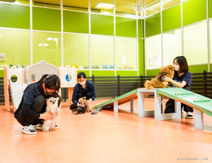 離乳中のママさんたちは、屋内ドッグランでのびのびと⚽🐶｜三枝　里有(さえぐさ　りう)ブリーダー(神奈川県・トイプードルなど・JKC登録)の紹介写真3