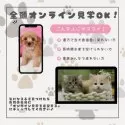 トイプードル(トイ)【神奈川県・男の子・2025年1月11日・アプリコット】の写真11「🛫遠方の方はオンライン見学もOK🚄お持ちのケータイで簡単に今のワンちゃんの様子を見れます💖」