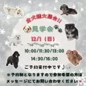 ミニチュアダックスフンド(ロング)【神奈川県・男の子・2024年9月18日・ブラックタン】の写真3「🐶見学会開催💕可愛いワンちゃんが大集合💓💓」