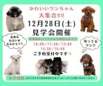 ミニチュアダックスフンド(ロング)【神奈川県・男の子・2024年9月25日・シルバーダップル】の写真3「🐶見学会開催💕可愛いワンちゃんが大集合💓💓」