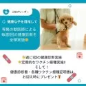 マルチーズ【神奈川県・女の子・2024年10月8日・ホワイト】の写真12「💉全頭健康診断実施済み💉毎週専属の獣医師がワンちゃんの体調チェックをしています」