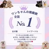 ポメラニアン【神奈川県・男の子・2024年12月7日・オレンジセーブル】の写真11「🐾👑掲載頭数全国No.1👑🐾たくさんのワンちゃんをご紹介できます🐶まずは当犬舎に！！」