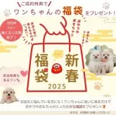 コッカプー(トイプードル×アメリカンコッカースパニエル)【神奈川県・女の子・2024年10月29日・クリーム】の写真6「🎍1/2～福袋をプレゼント🎁成約特典はもちろん、来店特典もございます♪」