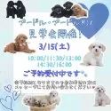 タイニープードル【神奈川県・男の子・2025年1月3日・レッド】の写真3「🐶見学会開催💕可愛いワンちゃんが大集合💓💓」