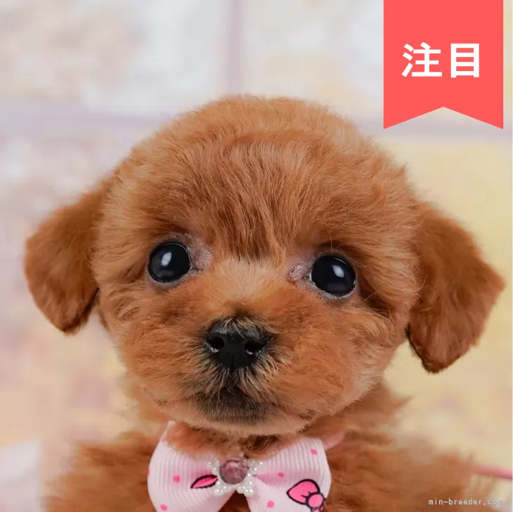 とん 様のお迎えした子犬