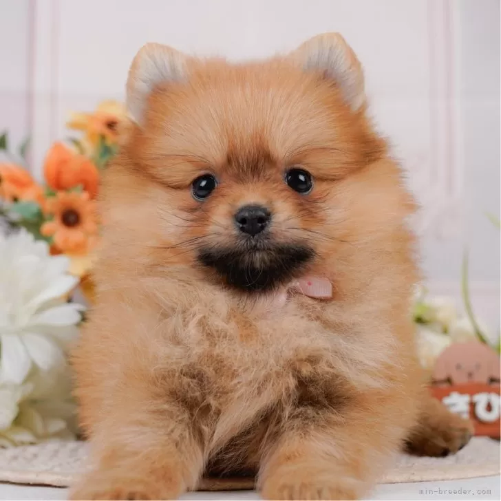 ポメラニアン【神奈川県・女の子・2025年3月6日・オレンジ】の写真1「かわいい子犬の画像や当犬舎の情報を掲載しています💖是非、見てください🎶」