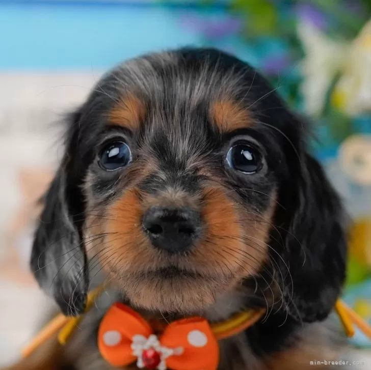 雅美 様のお迎えした子犬