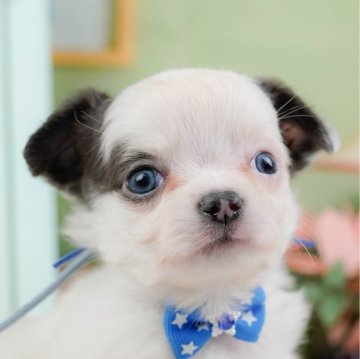 チワワ(ロング)【神奈川県・男の子・2024年12月31日・パーティー】の写真「🐶見学会開催💕可愛いワンちゃんが大集合💓💓」