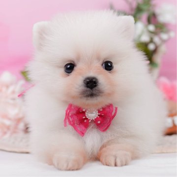 ポメラニアン【神奈川県・女の子・2025年3月11日・クリーム】の写真「🐶見学会開催💕可愛いワンちゃんが大集合💓💓」