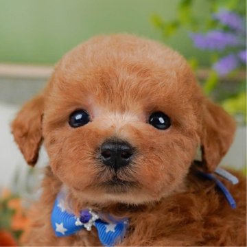 タイニープードル【神奈川県・男の子・2025年3月10日・レッド】の写真「🐶見学会開催💕可愛いワンちゃんが大集合💓💓」