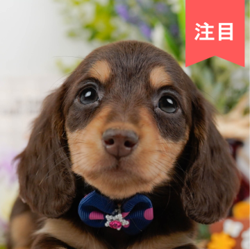 ミニチュアダックスフンド(ロング)【神奈川県・女の子・2024年11月23日・チョコレートタン】の写真「🐶見学会開催💕可愛いワンちゃんが大集合💓💓」