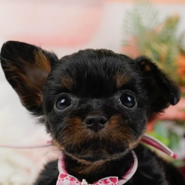 チワプー(チワワ×トイプードル)【神奈川県・女の子・2024年11月5日・ブラックタン】の写真「🐶見学会開催💕可愛いワンちゃんが大集合💓💓」