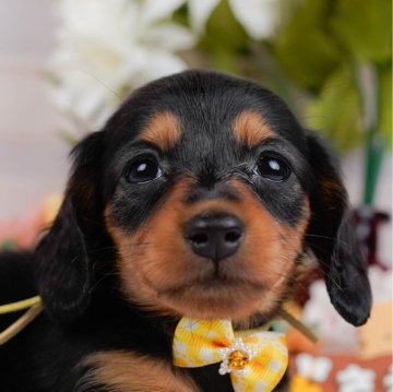 ミニチュアダックスフンド(ロング)【神奈川県・女の子・2024年11月23日・ブラックタン】の写真「🐶見学会開催💕可愛いワンちゃんが大集合💓💓」