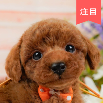 トイプードル(トイ)【神奈川県・男の子・2024年11月20日・レッド】の写真「🐶見学会開催💕可愛いワンちゃんが大集合💓💓」