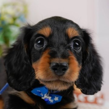 ミニチュアダックスフンド(ロング)【神奈川県・男の子・2024年10月12日・ブラックタン】の写真「🐶見学会開催💕可愛いワンちゃんが大集合💓💓」