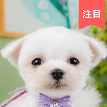 マルチーズ【神奈川県・男の子・2024年11月11日・ホワイト】の写真「🐶見学会開催💕可愛いワンちゃんが大集合💓💓」