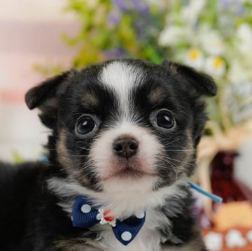 チワワ(ロング)【神奈川県・男の子・2024年10月28日・ブラック&ホワイト】の写真「🐶見学会開催💕可愛いワンちゃんが大集合💓💓」