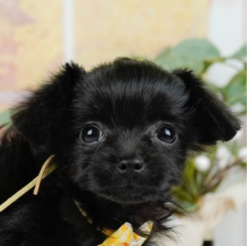 チワプー(チワワ×トイプードル)【神奈川県・女の子・2024年11月2日・ブラック】の写真「🐶見学会開催💕可愛いワンちゃんが大集合💓💓」