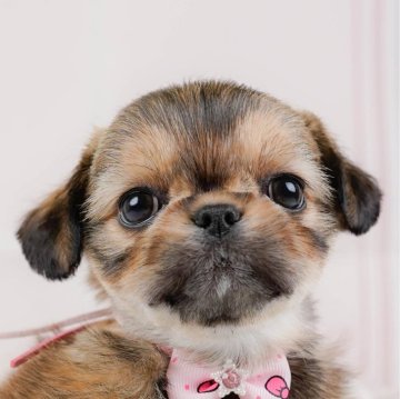 チーズー(チワワ×シーズー)【神奈川県・女の子・2025年1月30日・レッド】の写真「🐶見学会開催💕可愛いワンちゃんが大集合💓💓」