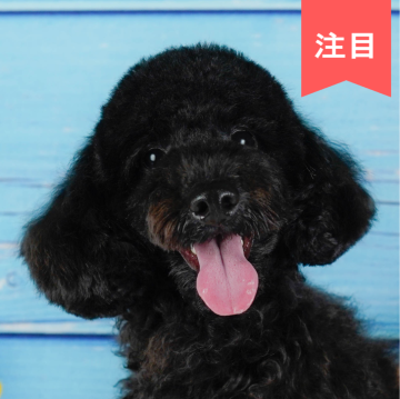 チワプー(チワワ×トイプードル)【神奈川県・男の子・2024年3月25日・ブラック】の写真「🐶見学会開催💕可愛いワンちゃんが大集合💓💓」