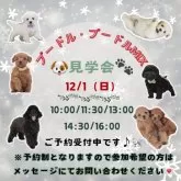 タイニープードル【神奈川県・女の子・2024年10月1日・レッド】の写真2「🐶見学会開催💕可愛いワンちゃんが大集合💓💓」