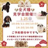 トイプードル(トイ)【神奈川県・女の子・2024年11月4日・アプリコット】の写真3「🐶見学会開催💕可愛いワンちゃんが大集合💓💓」