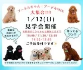 トイプードル(トイ)【神奈川県・女の子・2024年11月8日・クリーム】の写真2「🐶見学会開催💕可愛いワンちゃんが大集合💓💓」