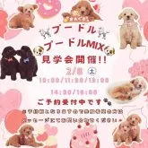 チワプー(チワワ×トイプードル)【神奈川県・女の子・2024年11月2日・ブラック】の写真3「🐶見学会開催💕可愛いワンちゃんが大集合💓💓」