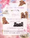 マルプー(マルチーズ×トイプードル)【神奈川県・女の子・2025年1月5日・クリーム】の写真3「🐶見学会開催💕可愛いワンちゃんが大集合💓💓」