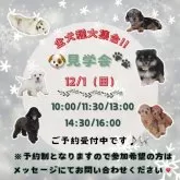 チワワ(ロング)【神奈川県・男の子・2024年10月13日・ブラックタンホワイト】の写真3「🐶見学会開催💕可愛いワンちゃんが大集合💓💓」