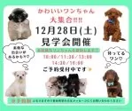 マルプー(マルチーズ×トイプードル)【神奈川県・男の子・2024年11月12日・アプリコット】の写真3「🐶見学会開催💕可愛いワンちゃんが大集合💓💓」