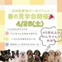 トイプードル(トイ)【神奈川県・男の子・2025年3月12日・レッド】の写真3「🐶見学会開催💕可愛いワンちゃんが大集合💓💓」