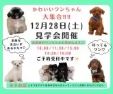 トイプードル(トイ)【神奈川県・女の子・2024年10月29日・レッド】の写真3「🐶見学会開催💕可愛いワンちゃんが大集合💓💓」