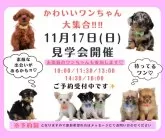 タイニープードル【神奈川県・女の子・2024年9月5日・ホワイト】の写真5「🐶見学会開催💕可愛いワンちゃんが大集合💓💓」