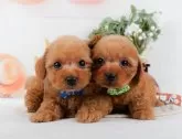 タイニープードル【神奈川県・男の子・2025年2月2日・アプリコット】の写真6「🐶複数頭見学🐶大歓迎🎉一度の見学で他のワンちゃんたちも見れます💕」