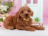 トイプードル(トイ)【神奈川県・女の子・2025年3月10日・レッド】の写真7「🐶複数頭見学🐶大歓迎🎉一度の見学で他のワンちゃんたちも見れます💕」