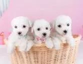 ビションフリーゼ【神奈川県・男の子・2024年12月18日・ホワイト】の写真6「🐶複数頭見学🐶大歓迎🎉一度の見学で他のワンちゃんたちも見れます💕」