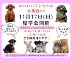 チワワ(ロング)【神奈川県・女の子・2024年7月16日・ブラックタン&ホワイト】の写真6「🐶11月17日(日)はワンちゃんの見学会を開催いたします🎉 たくさんのワンちゃんが大集合🥰」