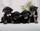 チワプー(チワワ×トイプードル)【神奈川県・女の子・2025年2月12日・ブラックタン】の写真6「🐶複数頭見学🐶大歓迎🎉一度の見学で他のワンちゃんたちも見れます💕」