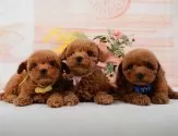 トイプードル(トイ)【神奈川県・男の子・2025年2月7日・レッド】の写真6「🐶複数頭見学🐶大歓迎🎉一度の見学で他のワンちゃんたちも見れます💕」