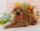 トイプードル(トイ)【神奈川県・男の子・2025年1月29日・アプリコット】の写真6「🐶複数頭見学🐶大歓迎🎉一度の見学で他のワンちゃんたちも見れます💕」