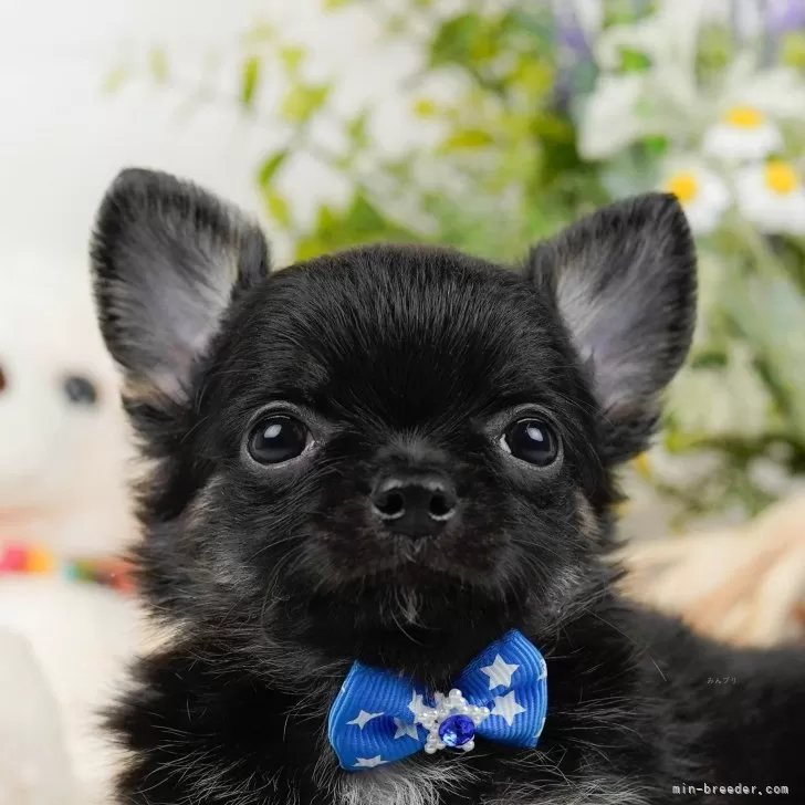 チワワ(ロング)【神奈川県・男の子・2024年5月29日・ブラック&amp;タン】の写真1「🐶複数頭の見学も可能🐶きょうだいや他のワンちゃんも見れます」