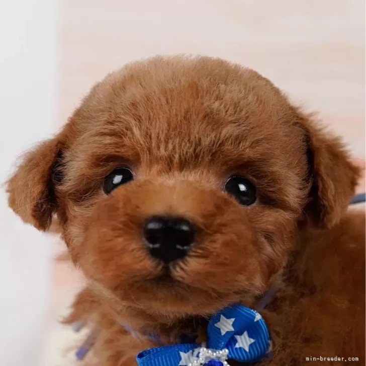 こーこママ 様のお迎えした子犬