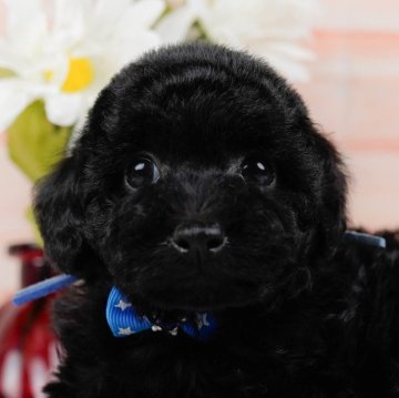 トイプードル(トイ)【神奈川県・男の子・2024年9月2日・ブラック】の写真「🐶見学会開催💕可愛いワンちゃんが大集合💓💓」