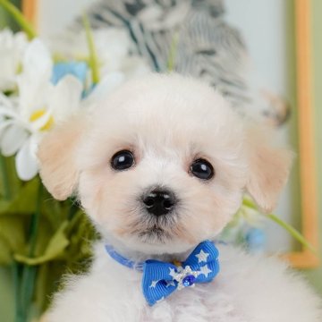 タイニープードル【神奈川県・男の子・2024年9月5日・ホワイト】の写真「🐶見学会開催💕可愛いワンちゃんが大集合💓💓」