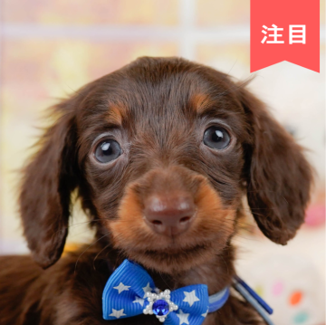 ミニチュアダックスフンド(ロング)【神奈川県・男の子・2024年7月26日・チョコレートタン】の写真「🐶見学会開催💕可愛いワンちゃんが大集合💓💓」