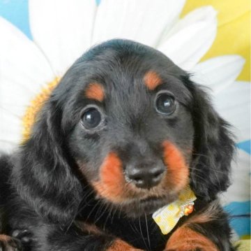 カニンヘンダックスフンド(ロング)【神奈川県・女の子・2024年7月6日・ブラックタン】の写真「🐶見学会開催💕可愛いワンちゃんが大集合💓💓」