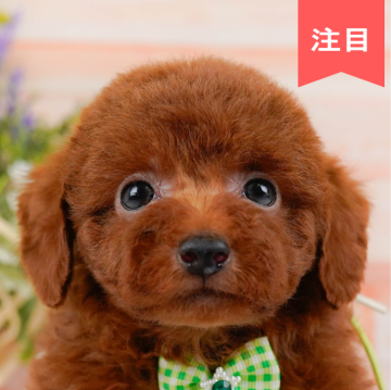 トイプードル(トイ)【神奈川県・男の子・2024年6月23日・レッド】の写真「🐶見学会開催💕可愛いワンちゃんが大集合💓💓」