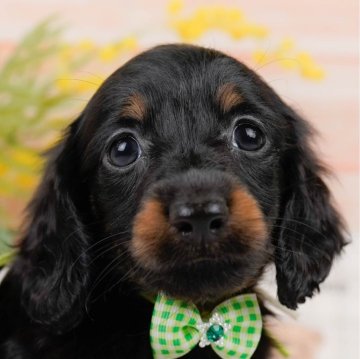 ミニチュアダックスフンド(ロング)【神奈川県・男の子・2024年7月26日・ブラックタン】の写真「🐶見学会開催💕可愛いワンちゃんが大集合💓💓」